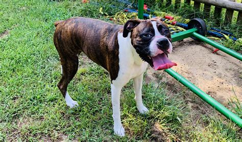 Available Dogs | The Boxer Rescue