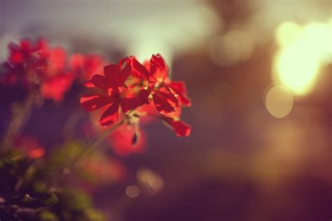 Wallpaper Sunlight Branch Morning Red Flowers Blossom Bokeh