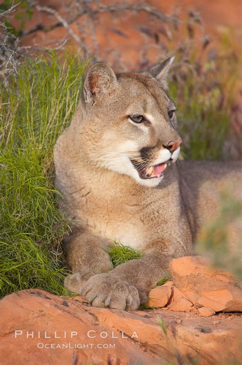 Mountain Lion Puma Concolor 12347 Natural History Photography