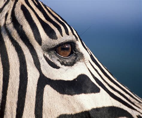 Zebra Eye Flickr Photo Sharing