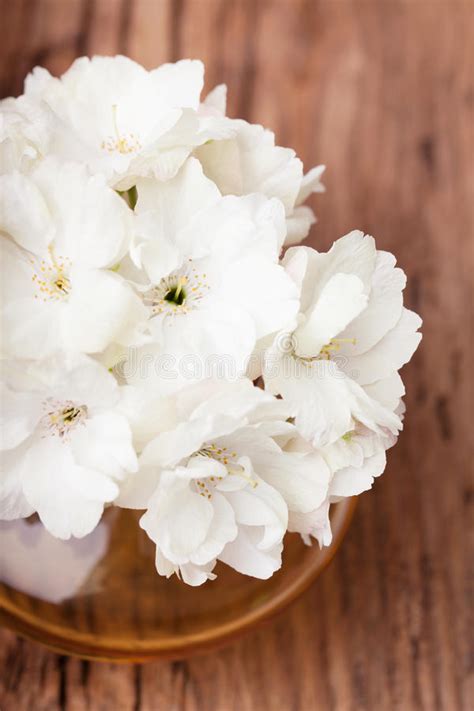 Trova immagini stock hd a tema vaso di fiori bianco isolato su e. Fiori Bianchi Vaso : Fiori bianchi in vaso fotografia stock. Immagine di nessuno - 62548064 ...