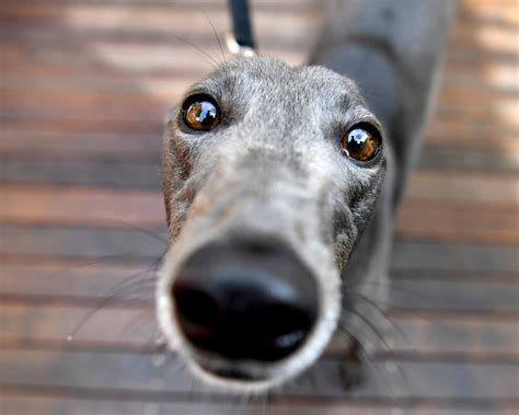 Greyhounds The Fastest Dogs In The World The Dogman