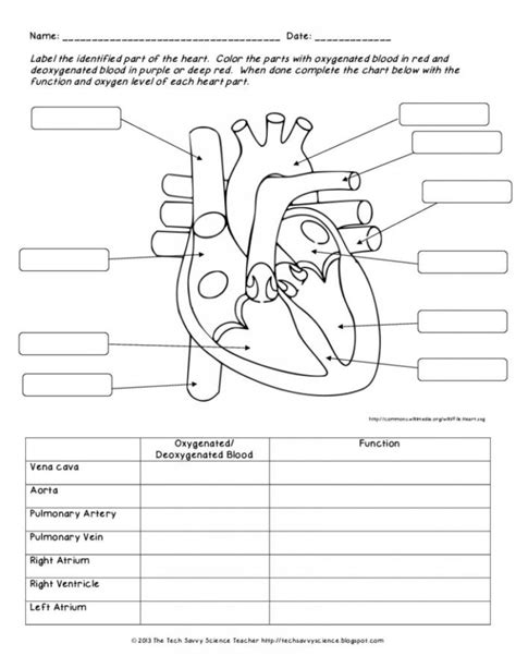 20 Printable Anatomy Labeling Worksheets Desalas Temp
