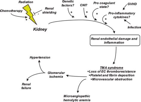 simplified schema of putative thrombotic microangiopathy tma download scientific diagram