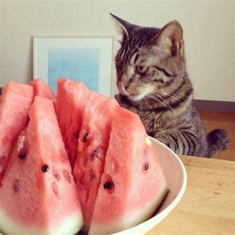 Can Cats Eat Watermelon Is Watermelon Safe For Cats With Images