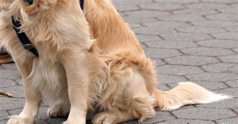 Mujer Coge A Puños A Su Perro En Una Calle De Argentina