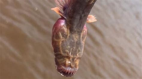 Gobies Hard To Come By Creepy Looking ‘alien Fish Puzzles Nt Fishos