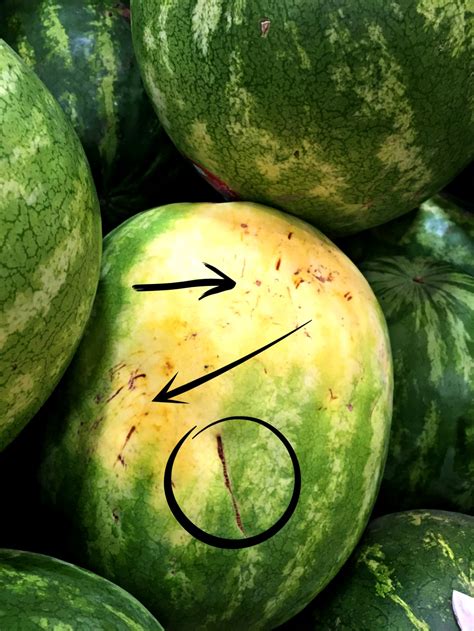 How To Pick The Perfect Watermelon Every Time Rachel Teodoro