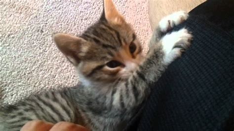 That is one cute little pussy. Cute little baby kittens!!! - YouTube