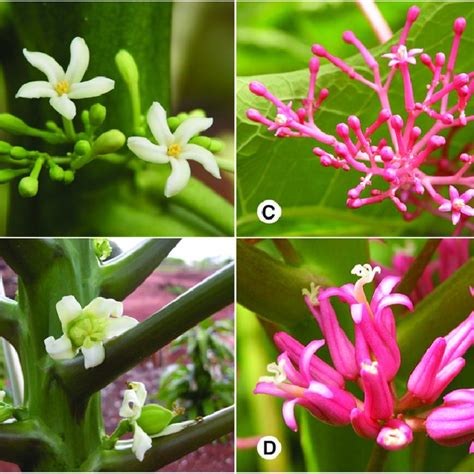 Morphology Of Flowers From Papaya And V Parviflora A Papaya Male