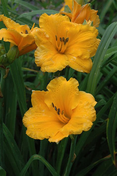 The proven winners display conveyed a realistic walkway with sod and stone to showcase the flower within a building. Chicago Sunrise Daylily (Hemerocallis 'Chicago Sunrise ...