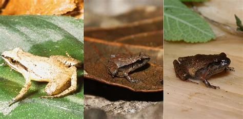 they discovered in mexico six of the smallest frogs in the world some smaller than a coin infobae
