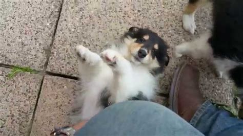 Rough Collie Puppies Playing Youtube