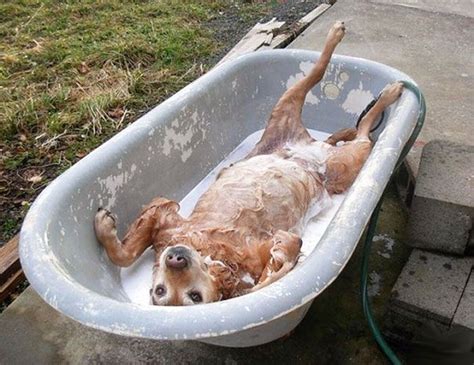 53 Bathing Animals That Will Splash A Smile On Your Face Lets Take A