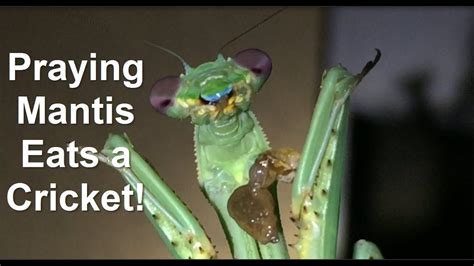 Best View Of A Praying Mantis Eating Youtube