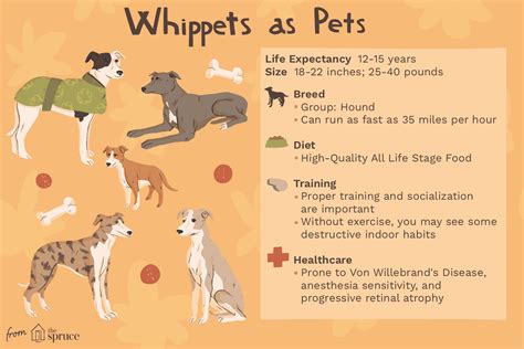 Whippet Dog Breed Characteristics And Care