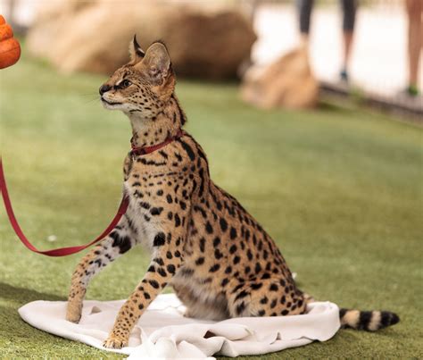 5 Exotic Cats To Own Women Dresses