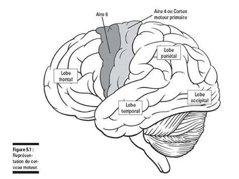 Anatomie Du Cerveau Comment Fonctionne Le Cerveau Humain