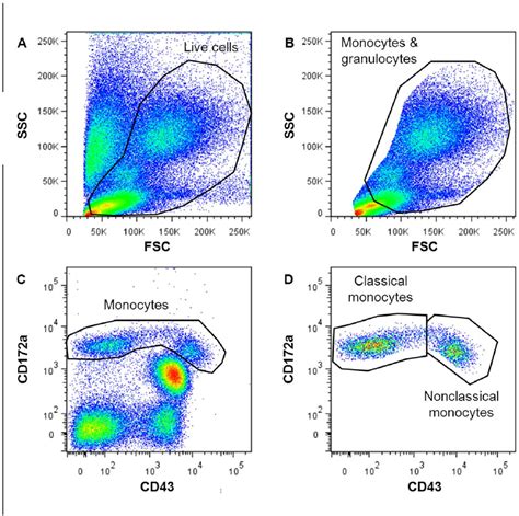 Flow Cytometric Gating Strategy For Monocyte Subsets In Rat Peripheral