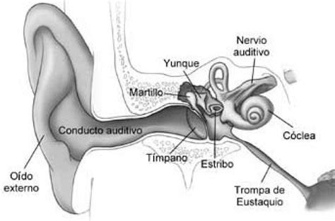 Partes Del Oido Humano Alfa Img Showing Partes Del Oido