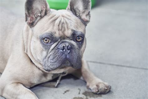 Adorable French Bulldog Face Stock Image Image Of Alert Ears 124115649