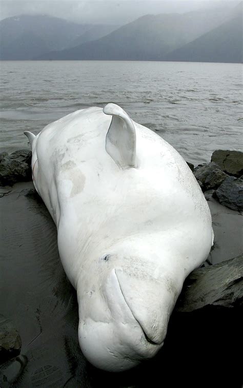 Noaa Releases Plan For Alaska Endangered Beluga Whales 680 News