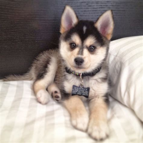 25 Pomsky Puppies Pictures And Images