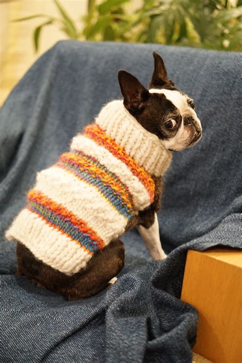 Fotos Gratis Mascota Suéter Textil Art Terrier De Boston Perro