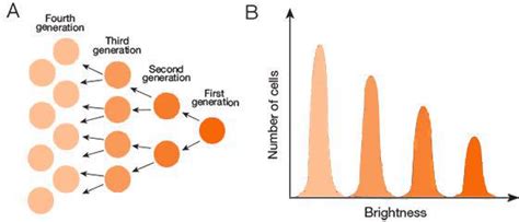Tracing Cell Proliferation By Generation After Generation Abp Biosciences