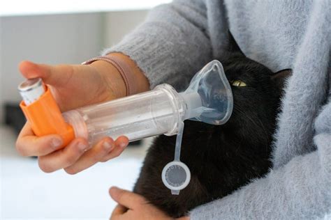 Cat Asthma What It Is Causes Symptoms And Treatment