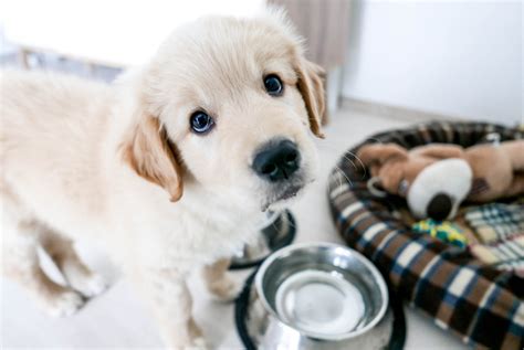 May 09, 2021 · as a large breed, golden retrievers need fairly wide collars. Top 5 Best Large Breed Puppy Foods to Buy in 2019 | Canine ...