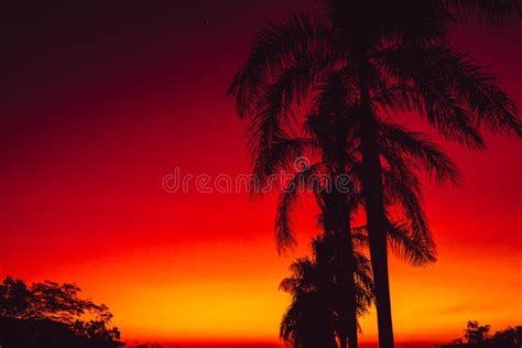 Colorful Warm Bright Sunset Or Sunrise With Palms In Tropics Stock