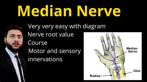 Median Nerve Course Anatomy Branches Function Origin And Supply Of