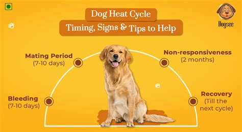 How Long Does A Dogs Heat Cycle Last Unveiling The Duration