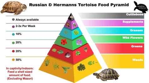 Russian And Hermanns Tortoise Food Pyramid Tortoise Food Hermann