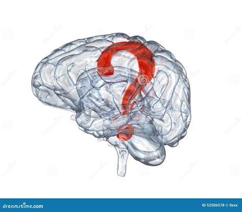 Glass Human Brain With Question Mark Stock Photography Cartoondealer
