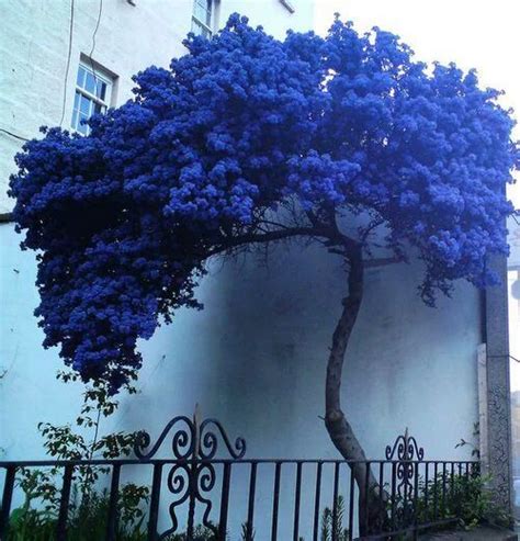 Blue Tree And Nature Resmi Beautiful Tree Flowering Trees Blue Tree