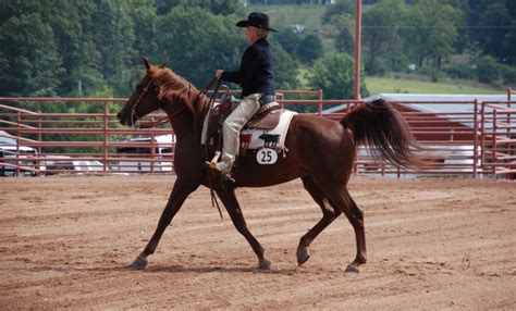 Missouri Fox Trotter Horse Info Origin History Pictures