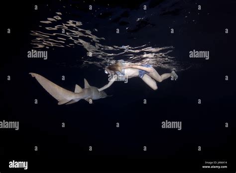Young Beautiful Woman Swims At Night With A Shark Tawny Nurse Sharks
