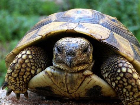 Angry Grrr Turtle Sulcata Tortoise Cute Animals