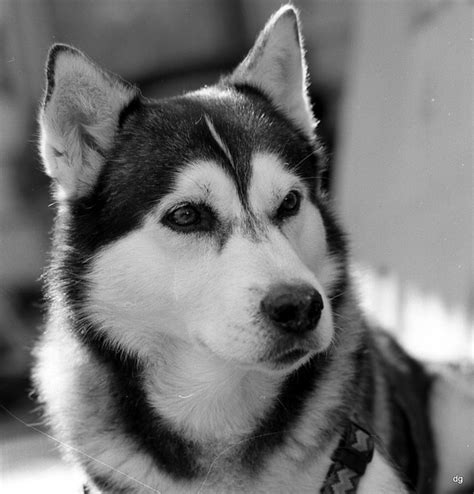 The typical alaskan husky of that time was a heavy dog composed of a saint bernard mix. 6272413619_41c2a05812_z.jpg