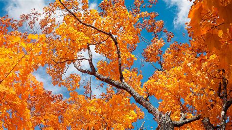 Download Wallpaper 2560x1440 Tree Autumn Branches Leaves Sky