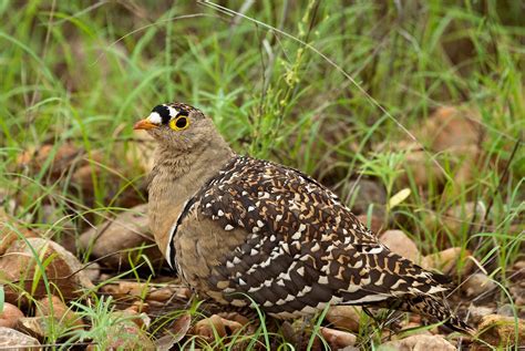 Double Banded Sand Grouse Wesley Hattingh Flickr