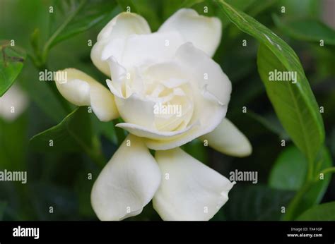 Gardenia Buds Hi Res Stock Photography And Images Alamy