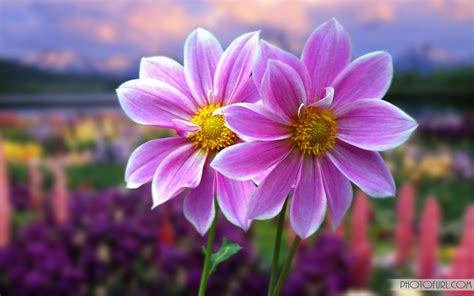 The Most Beautiful And Colorful Flowers Wallpapers For