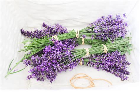 How To Dry Lavender To Preserve Fragrance And Color Easy Steps