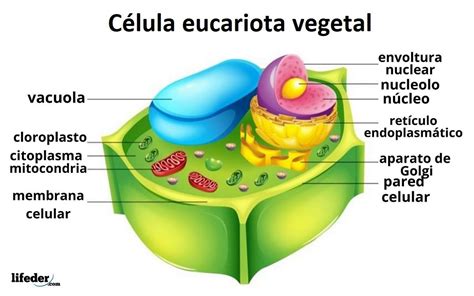 Tipos De C Lulas Y Sus Caracter Sticas Eucariotas Y Procariotas