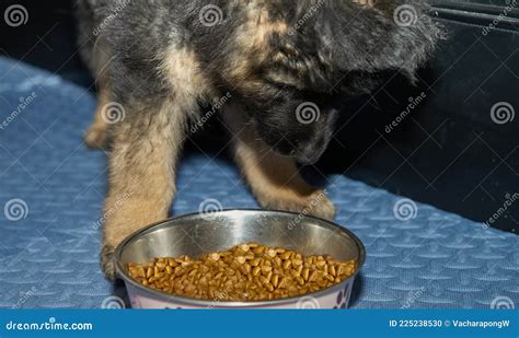 German Shepherd Dog Puppy Eating Dog Kibble Food In Bowl On Floor Stock