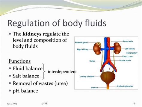 Homeostasis Of Body Fluid Ppt Download