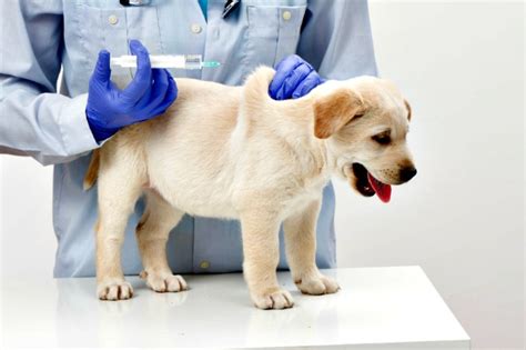 Puppy Shots - The Pros & Cons of Puppy Vaccination
